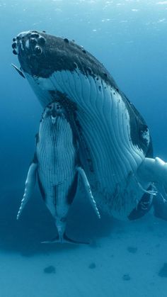 a large whale swimming in the ocean with it's mouth open and its head under water