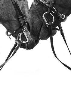 black and white photograph of two horses with bridles attached to their heads, facing each other