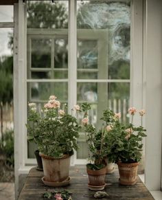 three potted plants sitting on top of a wooden table in front of a window