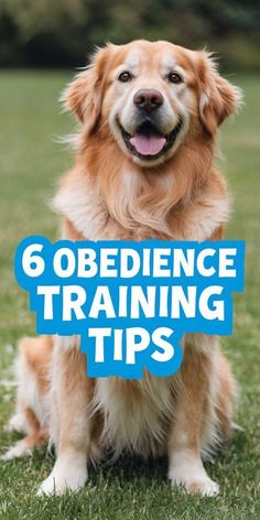 a dog sitting on top of a green field with the words 6 obedience training tips