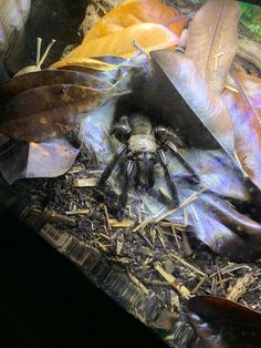 a large spider sitting on top of a pile of wood and metal scraps next to leaves