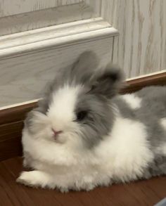 a small rabbit is sitting on the floor next to a door and looking at the camera