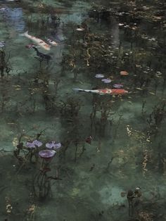 water lilies floating on the surface of a pond