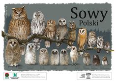 a group of owls sitting on top of a tree branch with the words sowy polski