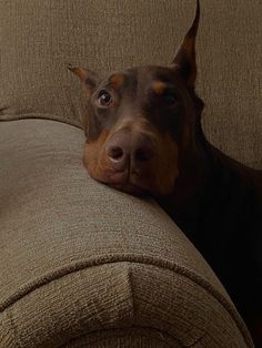 a brown and black dog laying on top of a couch