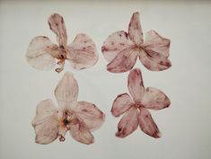 four dried flowers on a white surface with one flower still attached to the back of the petals