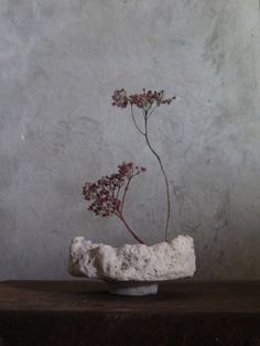 a small plant is growing out of a rock