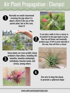 an info sheet describing how to use air plant propagation clumps in the garden