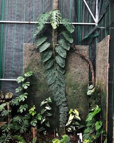 a large green plant growing on the side of a building