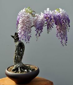 a bonsai tree with purple and white flowers