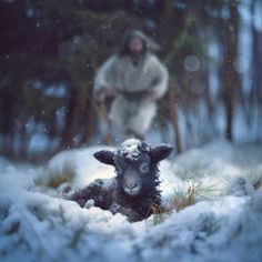 a black sheep laying in the snow next to a man