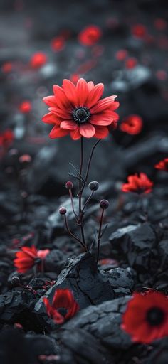 a red flower sitting on top of a rocky hillside