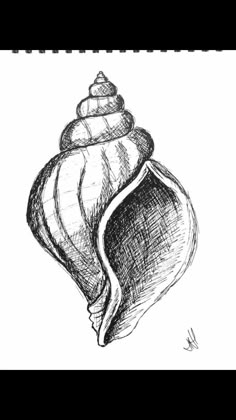 a black and white drawing of a seashell