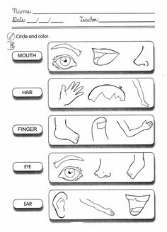 the worksheet for an interactive activity on how to draw hands and feet with markers