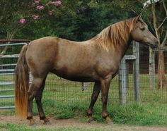 a brown horse standing next to a fence