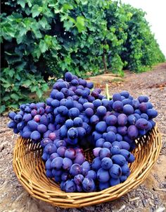 a basket filled with lots of purple grapes on top of a dirt ground next to trees