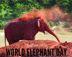 an elephant standing on top of a pile of dirt with the words world elephant day in front of it