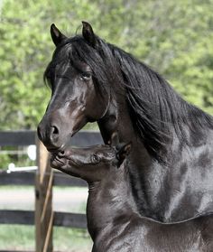 a large black horse standing next to a wooden fence in front of a tree filled field