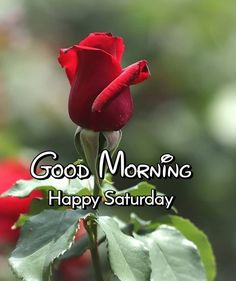 a red rose with the words good morning happy saturday