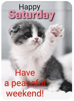 a cat with its paw up in the air, saying happy saturday have a peaceful weekend