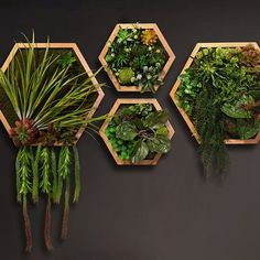 three wooden hexagons with plants in them hanging on the wall next to a potted plant