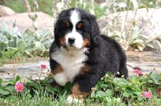 a black and white dog sitting in the grass with pink flowers around it's neck