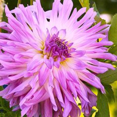 a large purple flower with green leaves in the foreground and sunlight shining on it