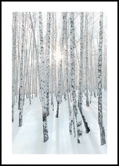 the sun is shining through the trees in the snow covered forest with white barks