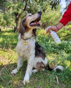 a dog is sitting in the grass with its mouth open and holding a water bottle