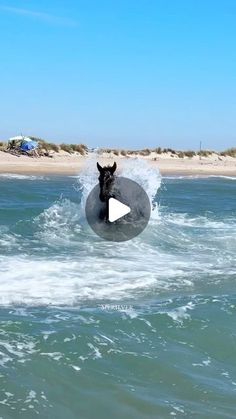 a dog riding on top of a surfboard in the ocean next to a sandy beach