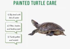 painted turtle Painted Turtle, Turtle Habitat, Turtle Swimming, Funny Farm, Turtle Painting