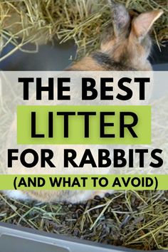 the best litter for rabbits and what to avoid