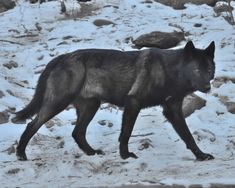 a black wolf walking across a snow covered field