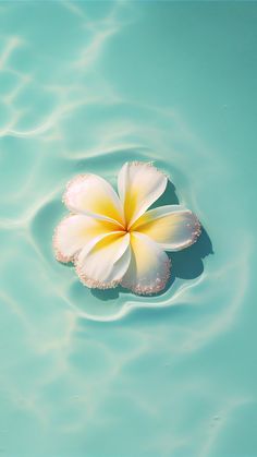 a white flower floating on top of blue water