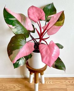 If you're a pink lover and a plant lover you have come to the right place! We give you the 7 prettiest pink plants you'll want and need asap. Indoor plants have many benefits like enhancing a space, boosts moods and reduces stress. This Pink Princess Philodendron is only one of the pink and purple house plants you can bring in for a pop of colour in your home. This is the ultimate beginners indoor plant! Click the link to find out more! Philodendron Pink Princess, Small Purple Flowers, Pink Plant, Starter Plants, Pink Leaves, Low Maintenance Plants, Perfect Plants, House Plants Indoor