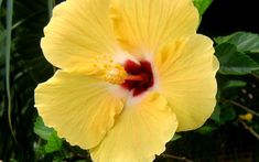 a large yellow flower with red center surrounded by green leaves and palm trees in the background