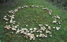 mushrooms are arranged in the shape of a circle on green grass near bushes and trees