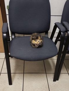 a cat sitting on top of a blue chair