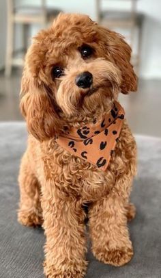 a small brown dog wearing a bandana