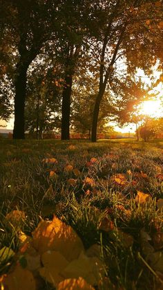 the sun shines through trees and leaves in an autumn park area with fallen leaves on the ground