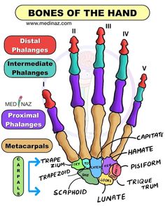 bones of the hand labeled in different languages