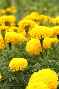 many yellow flowers are growing in the field