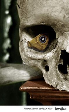 a skull with a butterfly sitting on it's face and eyeballs in its eyes