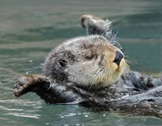 an otter swimming in the water with its front paws on it's back legs