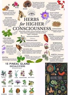 Herbal Education, Magickal Herbs, Medicinal Herbs Garden, Medical Herbs, Magia Das Ervas, Magic Herbs, Magical Herbs, Herbal Recipes, Herbal Apothecary