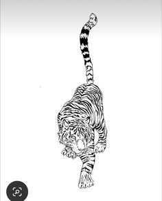 a black and white drawing of a tiger doing a handstand on its hind legs