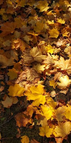 yellow and brown leaves on the ground