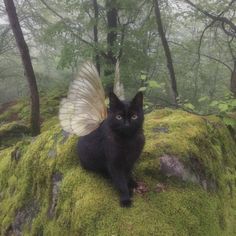 a black cat sitting on top of a green moss covered hillside with an angel wing