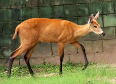 an animal that is walking in the grass near a brick wall and some dirt on the ground