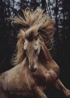 a brown horse with long hair running in the air and trees behind it's back